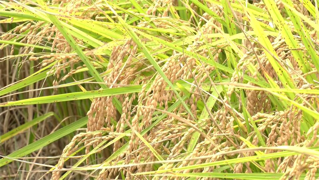 水情吃緊稻作休耕，白米價每台斤恐漲5元。圖／台視新聞