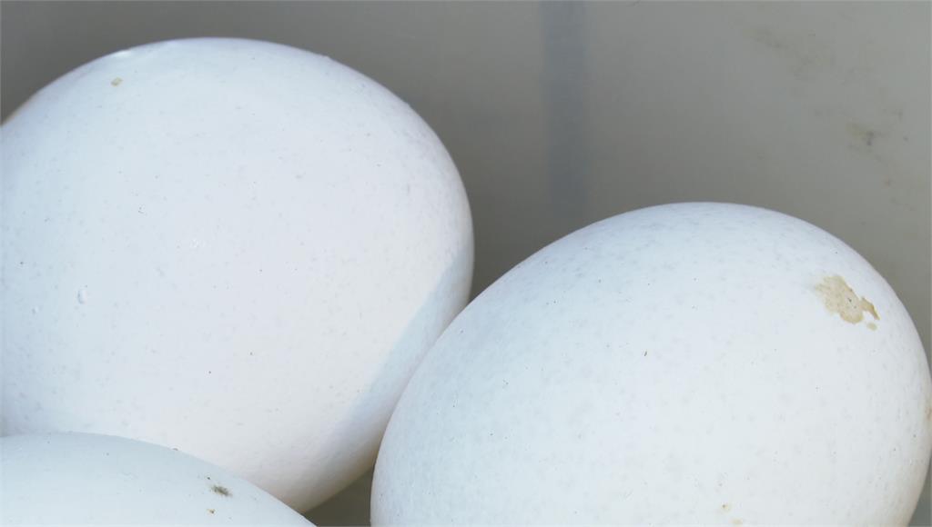 蛋商公會下週開會討論蛋價是否再漲。圖／台視新聞