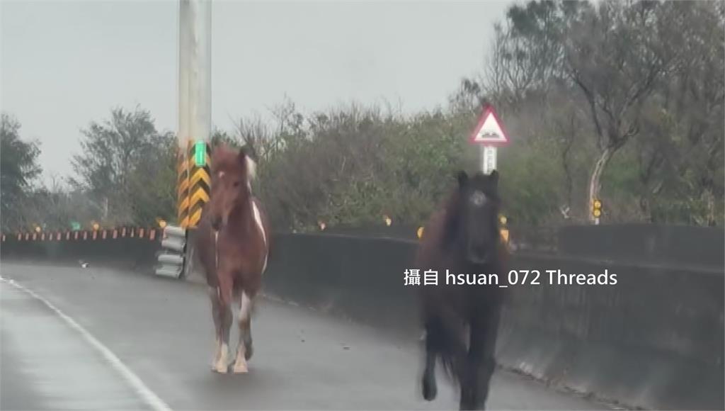 台61線苗栗後龍路段15號下午車道上突然出現馬。圖／翻攝自Threads@hsuan_072