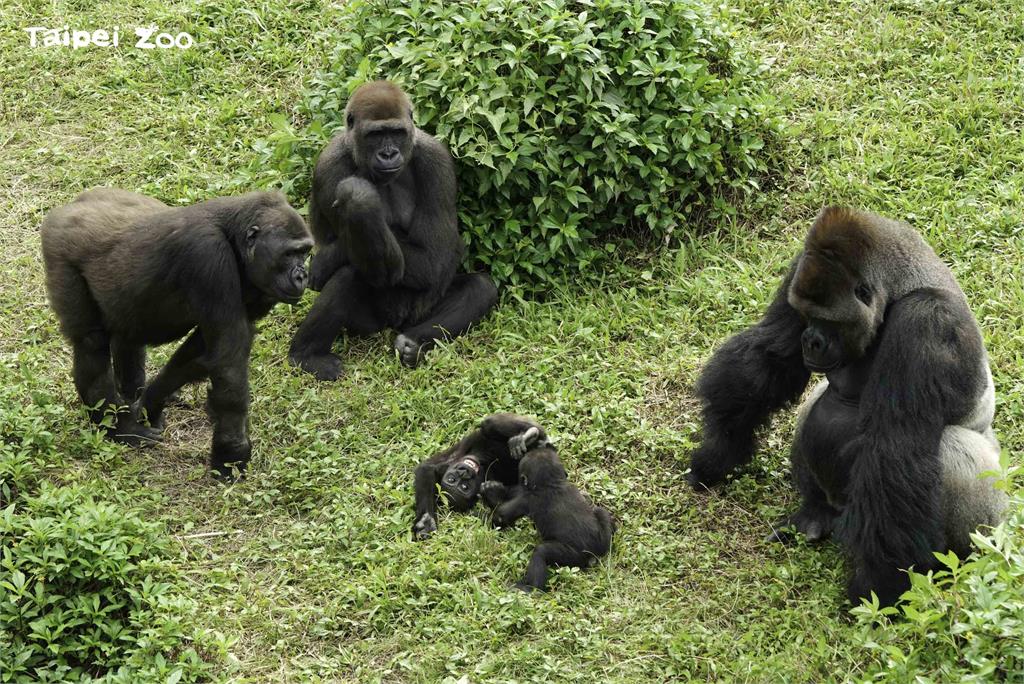 北市動物園金剛猩猩一家五口團聚迎財神。圖／北市動物園提供