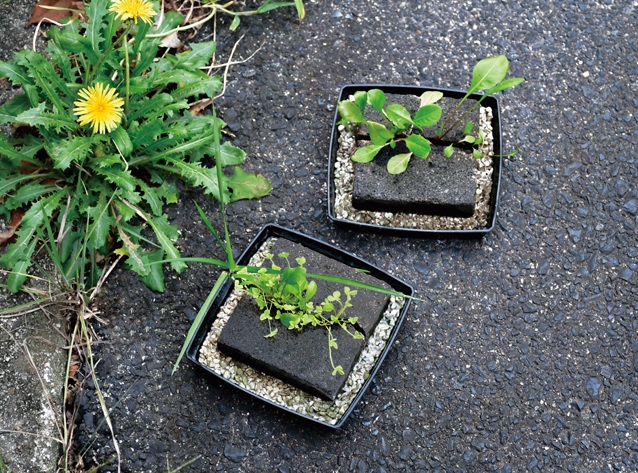 日本開發「雜草植栽」。圖／翻攝自聖新陶芸株式会社官網