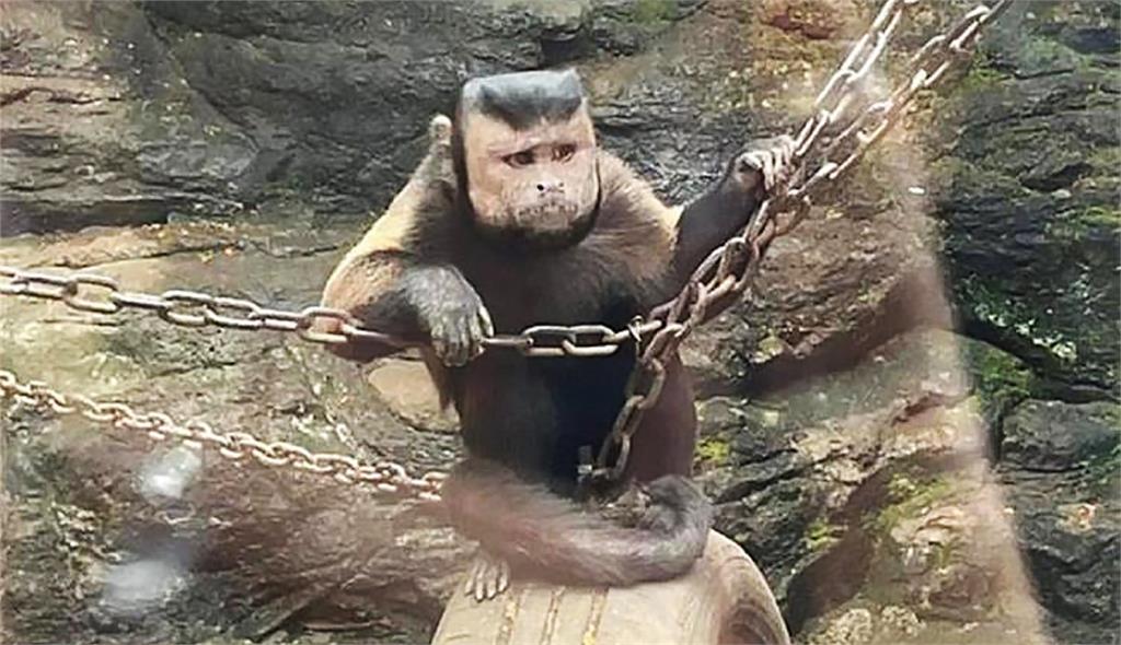 有遊客到中國浙江紹興動物園發現有一隻猴子長相特殊。圖／翻攝自微博