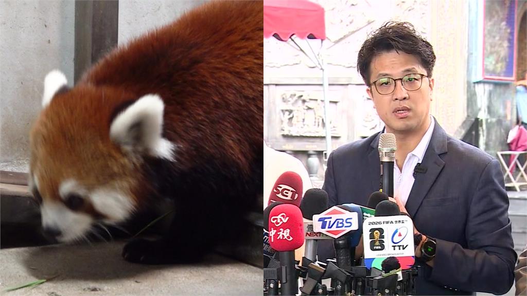 上海小貓熊今抵台 沈伯洋質疑雙城論壇交流恐有政治前提