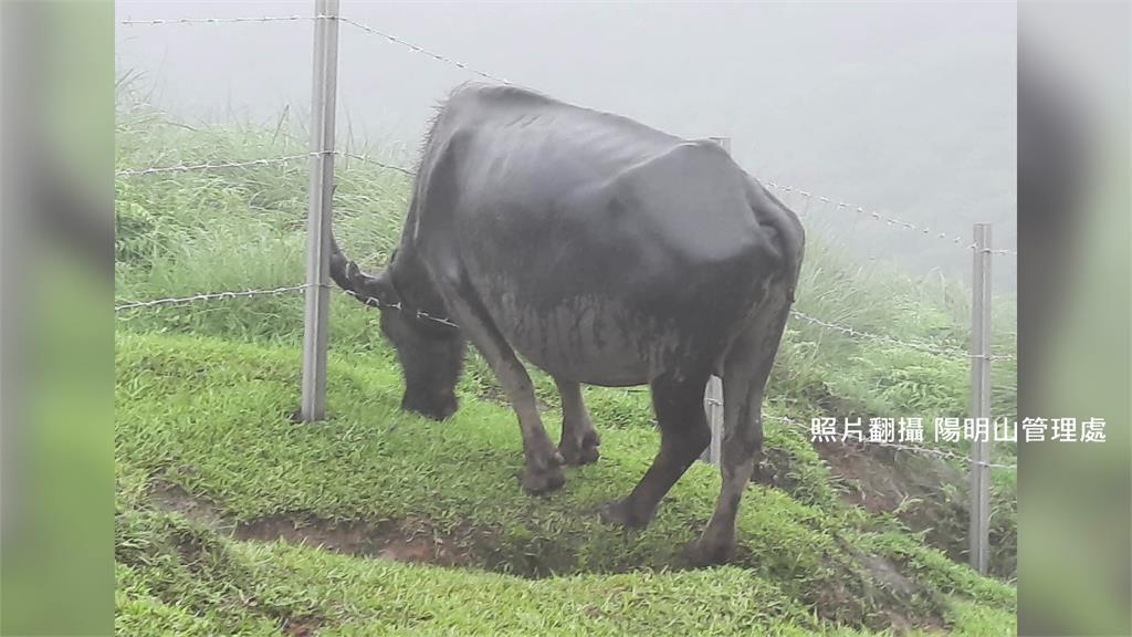 陽明山24頭暴斃還在調查中　 再傳刺網割傷牛