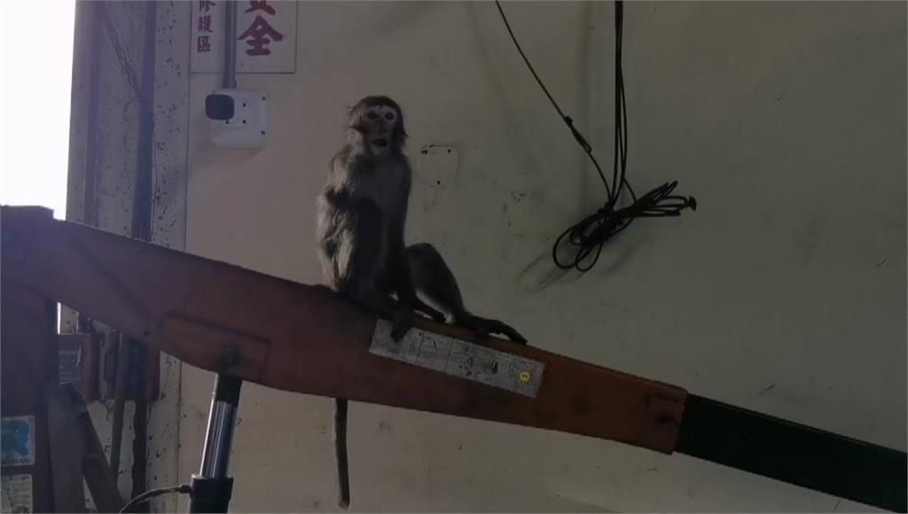獨臂獼猴18日出現在桃園龍潭工廠內。圖／台視新聞