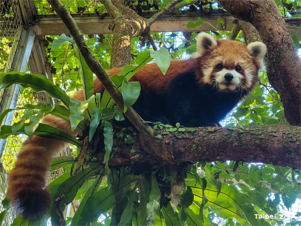 小貓熊「YaYa」離世。圖／臺北市動物園提供