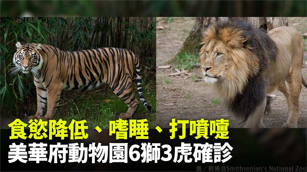 食慾降低、嗜睡、打噴嚏 美華府動物園6獅3虎確診