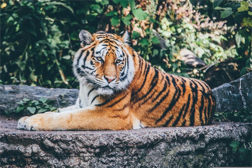 印度東北部發生老虎攻擊人類的事件，先後有9個人遭到老虎攻擊死亡。圖／翻攝自Pixabay（示意圖，非當事畫面）