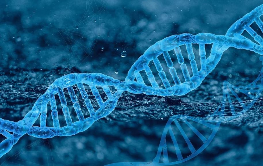 英國研究指出，基因突變愈快越早死。圖／翻攝自Pixabay