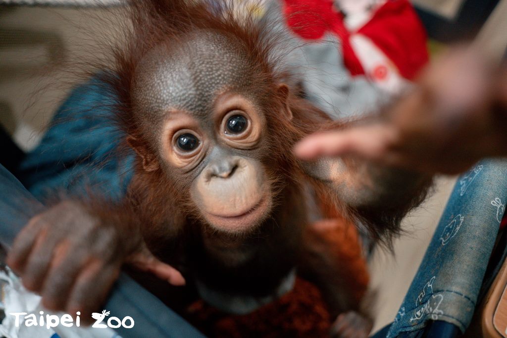 6個月大的紅毛猩猩寶寶秀彩，終於回到媽媽懷抱。圖／台北市立動物園