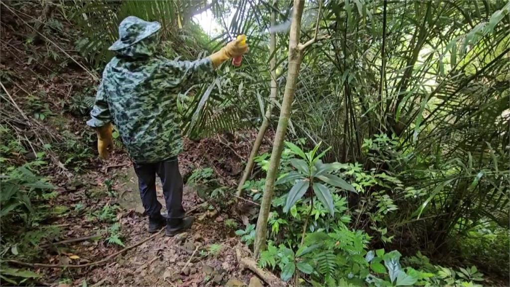 虎頭蜂螫傷事件頻傳 新北瑞芳暫時封閉3步道