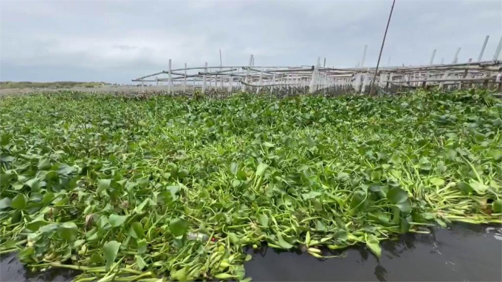 連日大雨沖刷 將軍溪布袋蓮淹沒蚵棚 中秋烤蚵恐缺貨