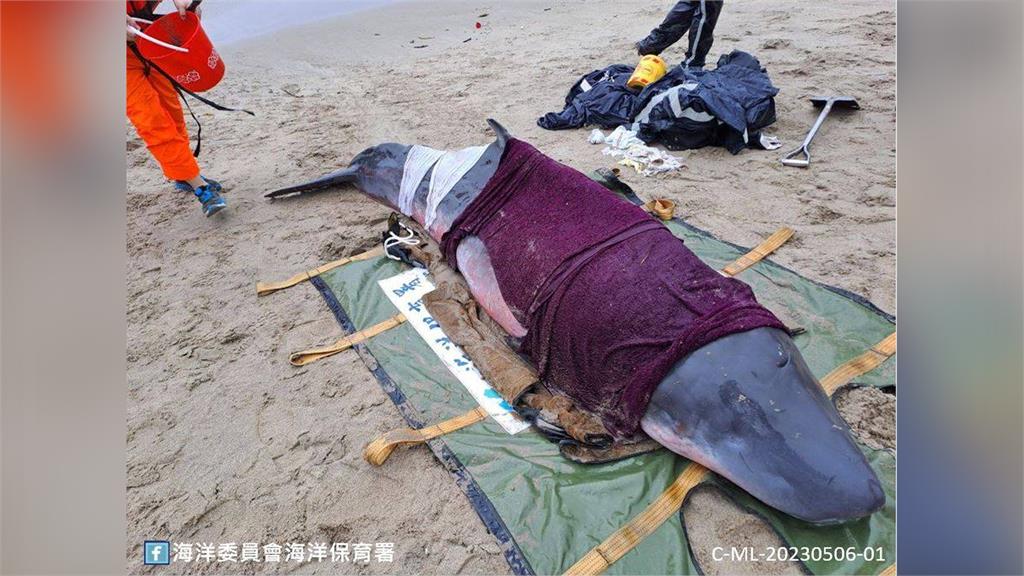 苗栗擱淺的抹香鯨野放後，再次擱淺不幸身亡。圖／翻攝自Facebook@海洋委員會海洋保育署