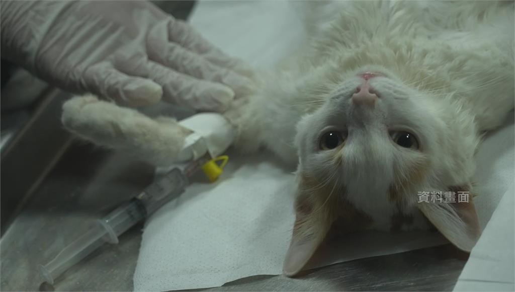 賽普勒斯爆發貓科冠狀病毒疫情，病毒會引發「貓傳染性腹膜炎」。圖／美聯社、CNN（資料畫面）