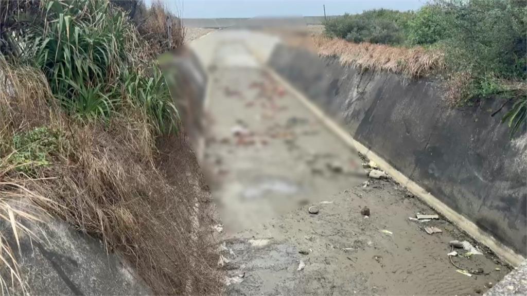 苗栗遭棄235隻死雞確診H5N1禽流感 鍾東錦：重罰100萬