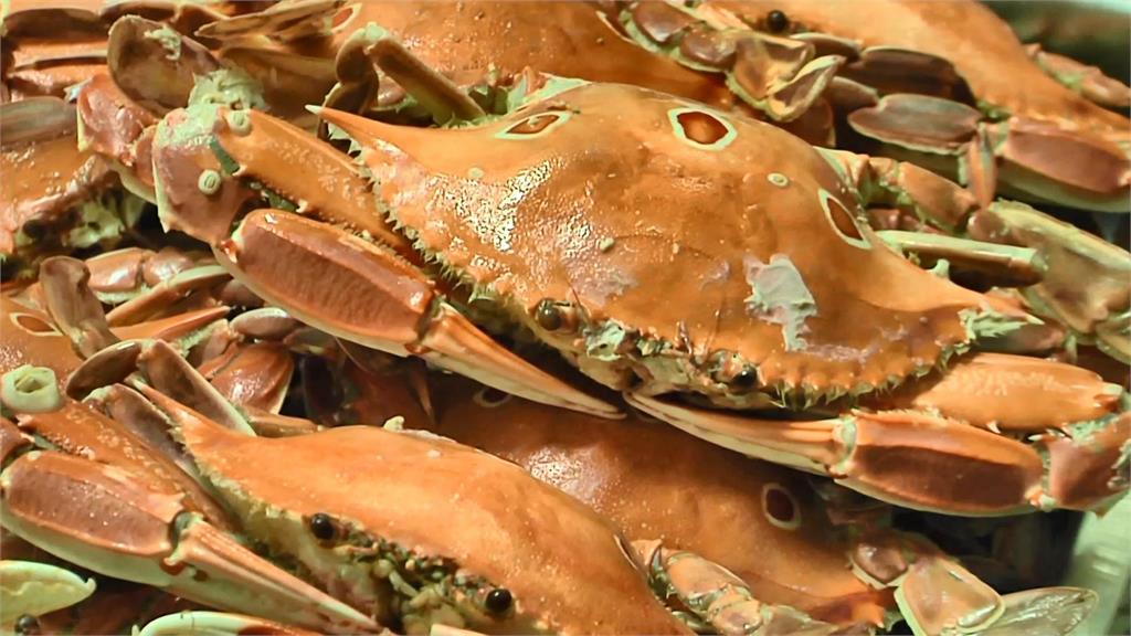 澎湖有議員呼籲應全年禁捕「抱卵母蟹」。圖／台視新聞