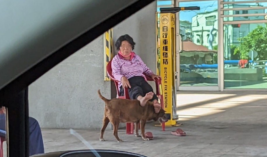 狗狗給阿嬤「饋咖」的照片被上傳網路，引起討論。圖／台視新聞