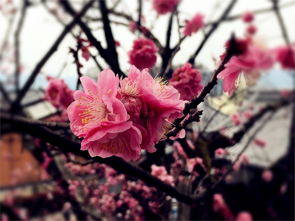 日本氣象廳20日宣布，東京櫻花季開始。示意圖／翻攝自Pixabay