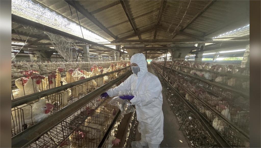 彰縣蛋雞場芬普尼採樣監測 第一梯次15場均未檢出
