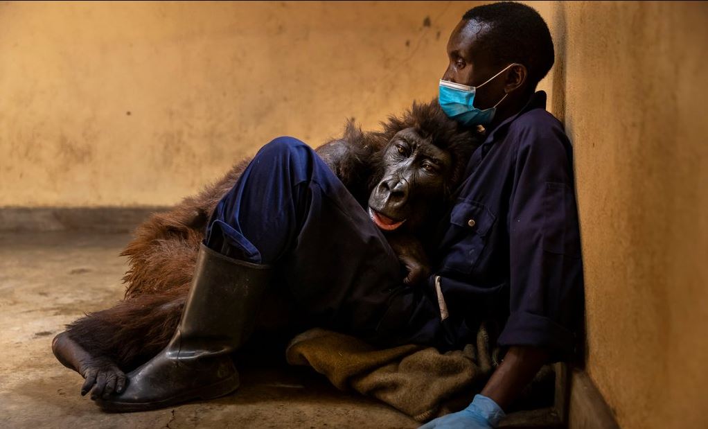 大猩猩達卡希在最愛的保育員懷中病逝。圖／翻攝自Virunga NationalPark網站