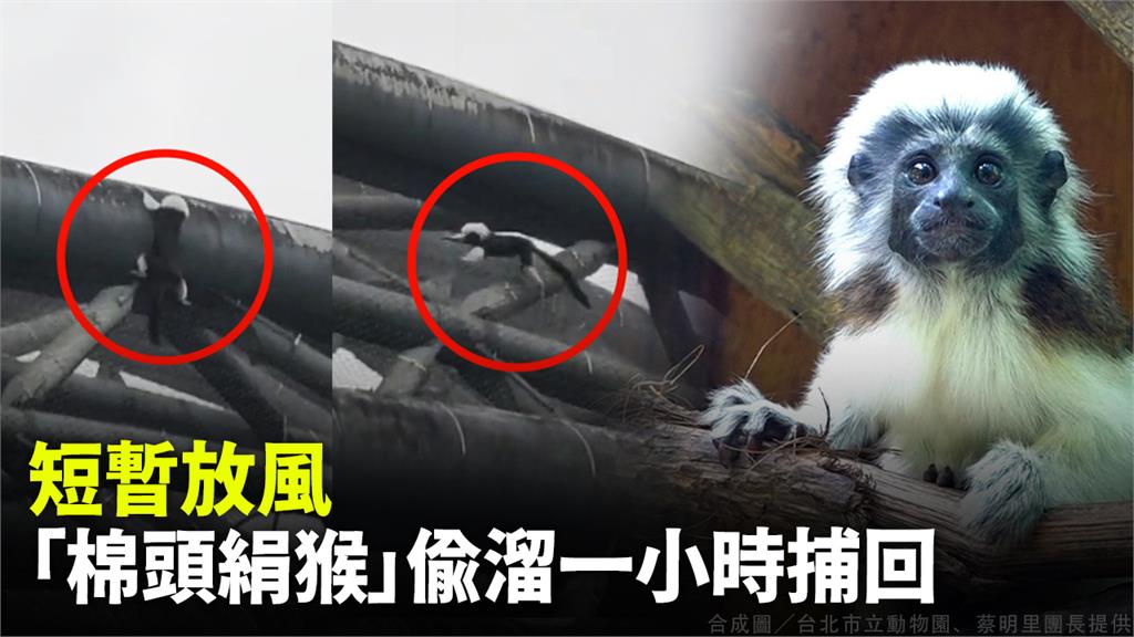 影／全員逃走中？水豚母女才剛出逃 北市動物園又傳...