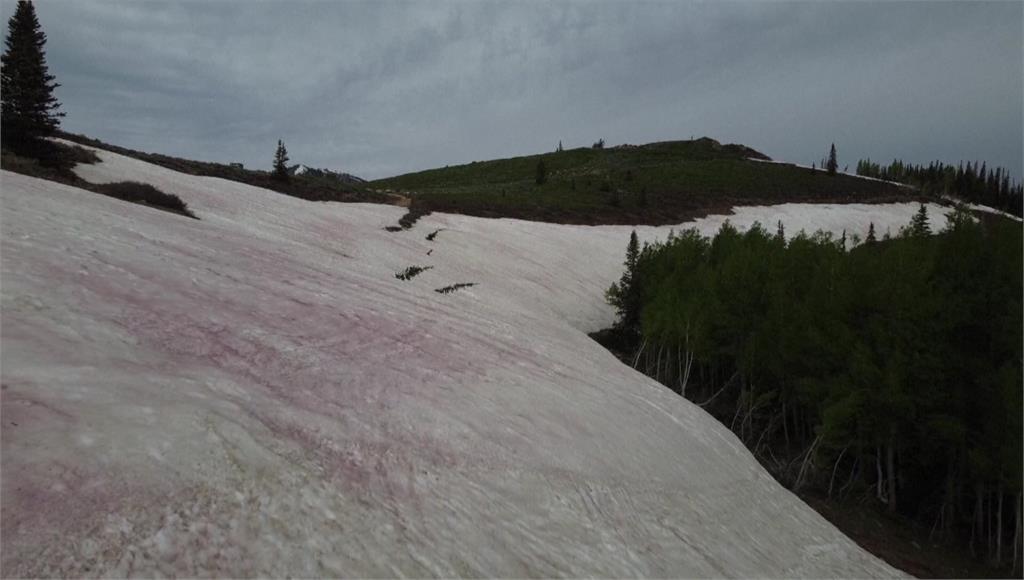 猶他州山區積雪呈現粉紅色，專家表示這樣的現象很常見，但有助長暖化的隱憂。圖／美聯社