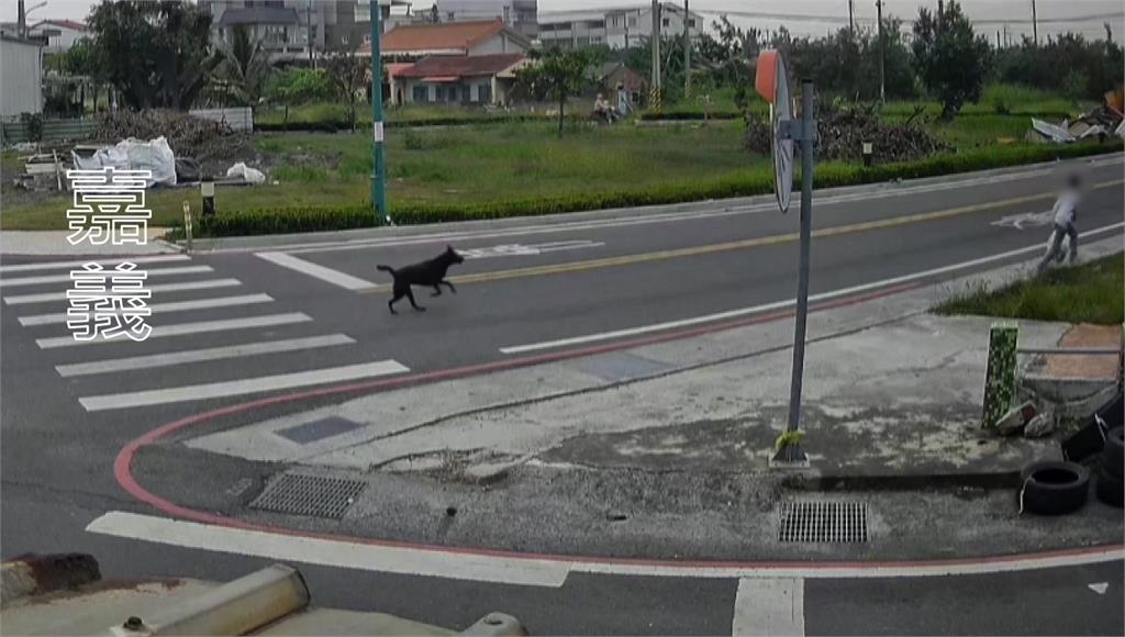 男童倒垃圾遇黑狗狂吠猛追 飼主出事否認...動保所要查了