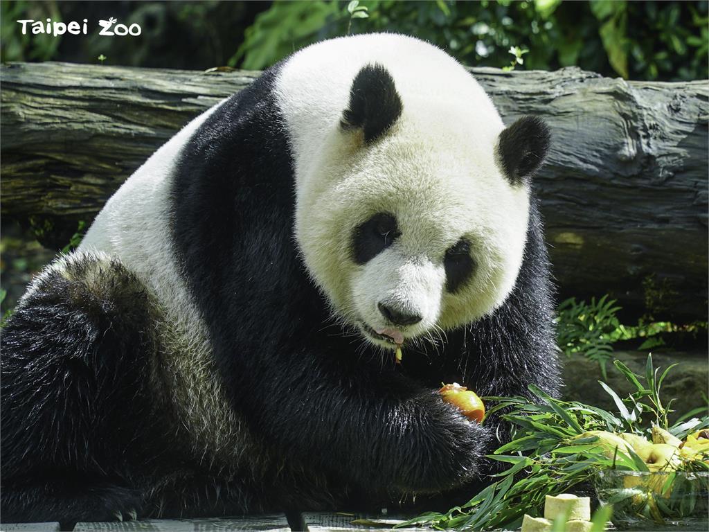 貓熊圓仔今年已經9歲了。圖／台北市立動物園提供