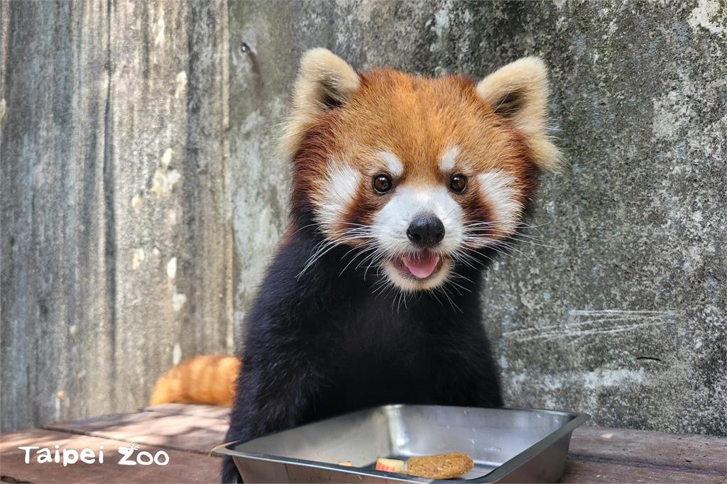 北市動物園小貓熊「可頌」到日本相親去了。圖／台北動物園提供
