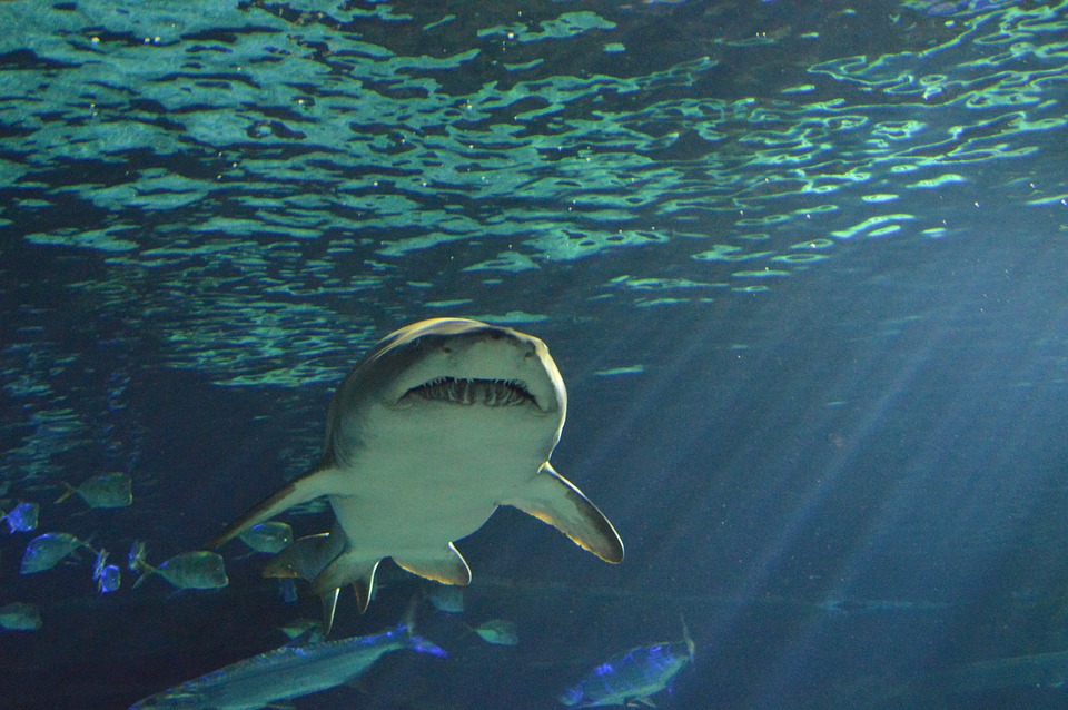 澳洲16歲女遭鯊魚攻擊致死。示意圖／翻攝自免費圖庫Pixabay