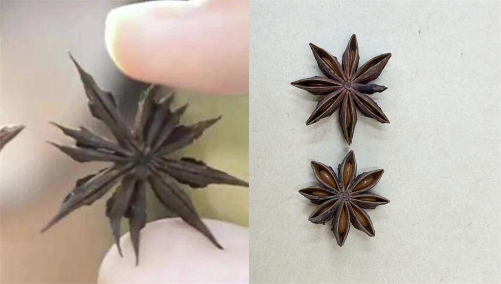 燉肉驚見八角有「13角」！確認為具致命毒性莽草 3特徵辨別