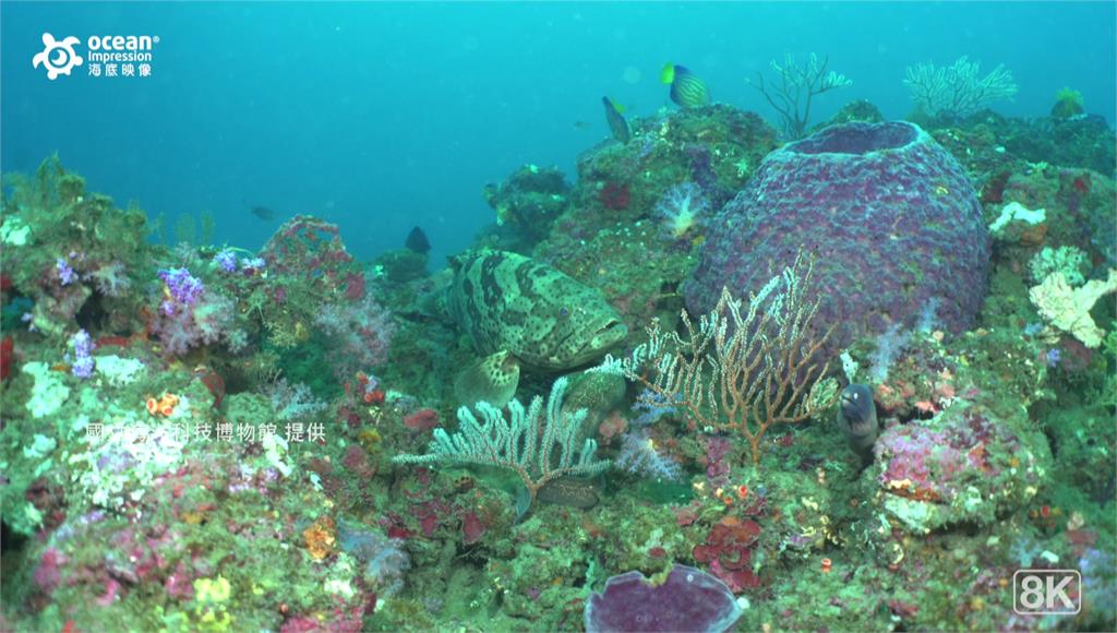 潮境海灣珊瑚白化自我修復。圖／國立海洋科技博物館 提供