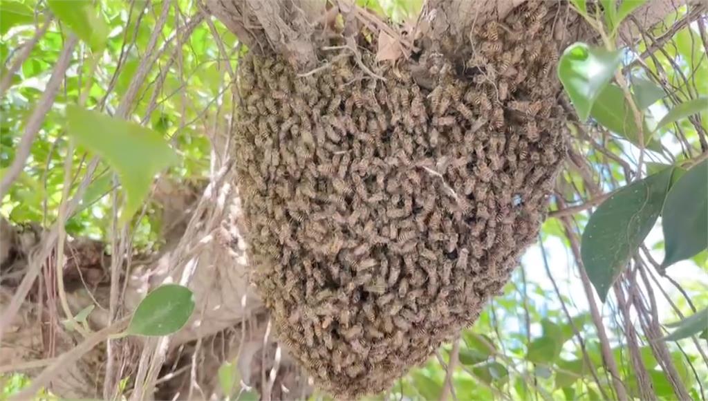 校園蜜蜂群聚驚見「龍捲蜂」 嚇壞師生急驅離