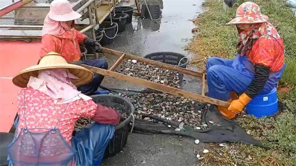 漁民們正在處理文蛤。圖／台視新聞