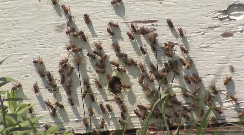 適應長島寒冬的蜜蜂品種遭竊賊掉包。圖／翻攝自AP direct