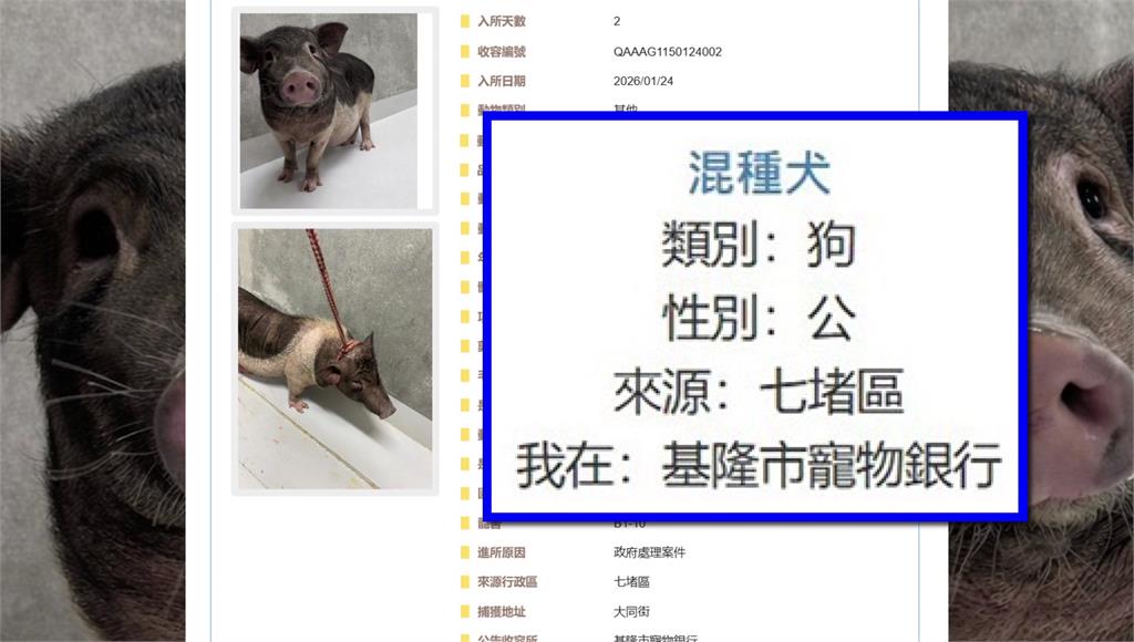 小豬誤被標「混種犬」 基隆動保烏龍公告引熱議