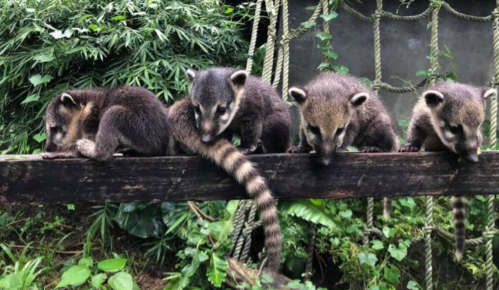 壽山動物園發生浣熊遭同伴攻擊死亡意外。圖／壽山動物園提供