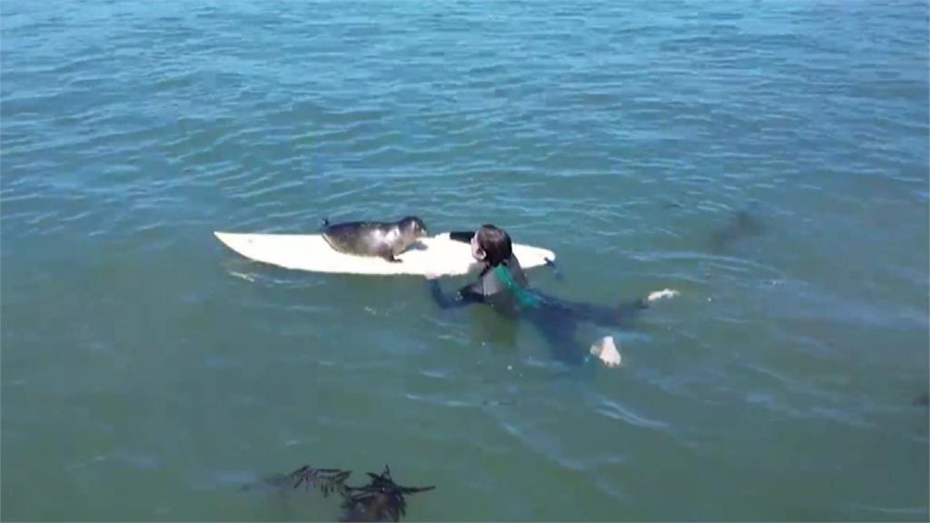 海豹爬上衝浪板，跟衝浪客一起乘風破浪。圖／CNN