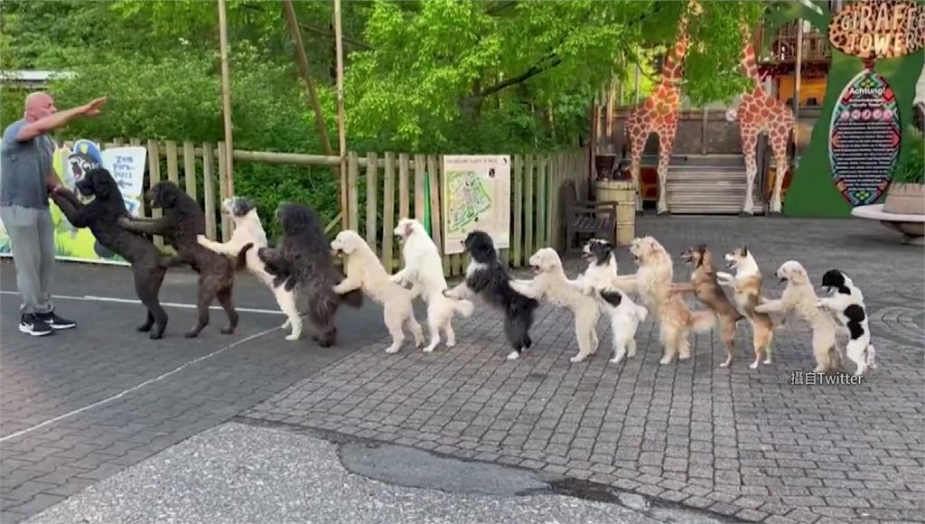 德國14隻狗同時跳康加舞，打破金氏世界紀錄。圖／翻攝自Twitter@Guinness World Records