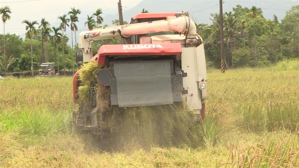 稻農搶收稻作。圖／台視新聞