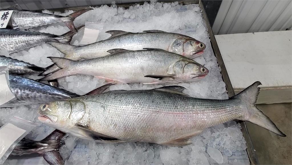 澎湖漁民釣到12台斤的大午仔魚。圖／台視新聞