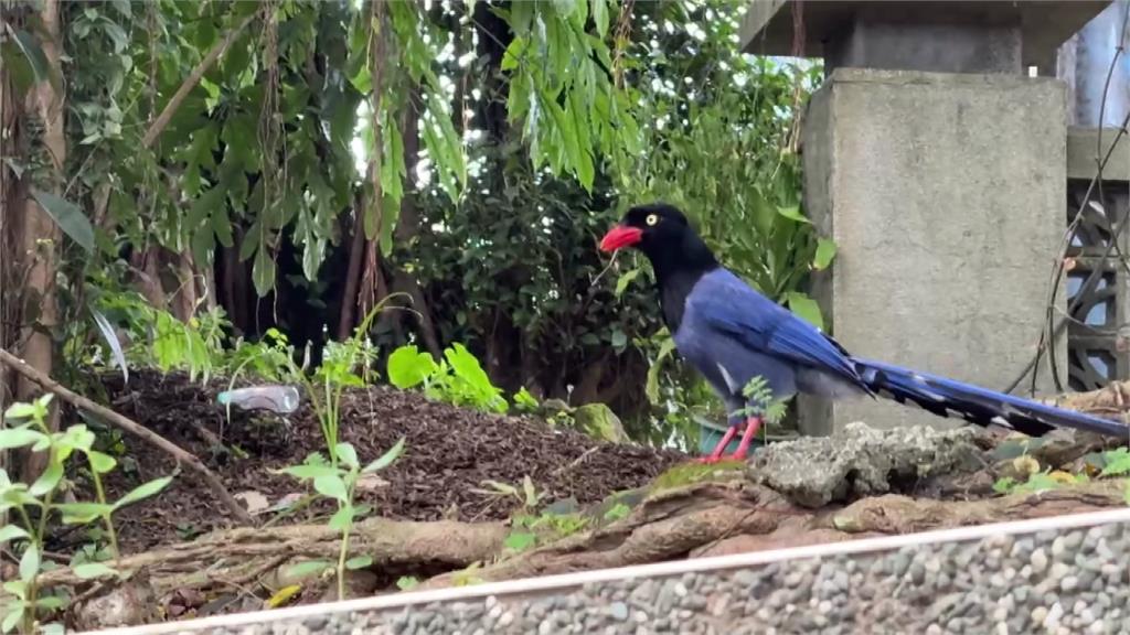 台灣藍鵲護雛鳥「至少5人遭抓傷」 動保處籲：加速通過勿逗留