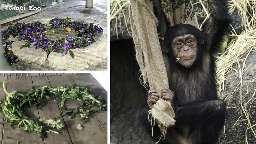 動物園的黑猩猩會把不愛吃的食材拿來「佈陣」。合成圖／動物園提供