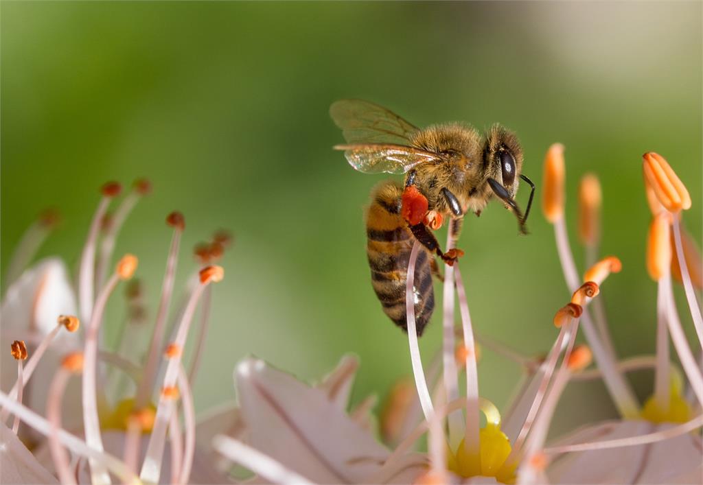 全球首款蜜蜂疫苗問世。示意圖／翻攝自Pixabay