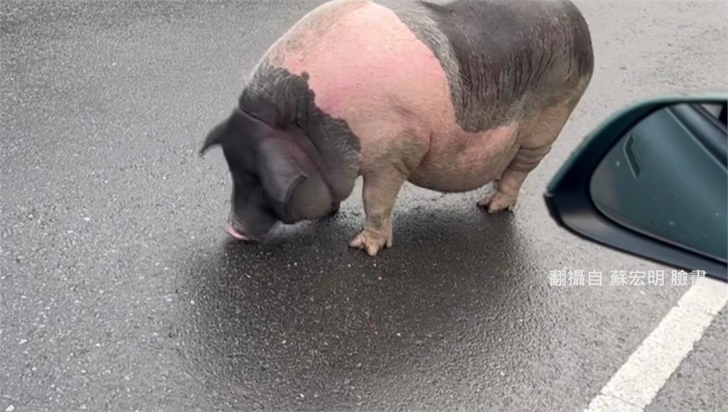 民眾開車突看見豬不知如何是好。圖／翻攝自蘇宏明臉書