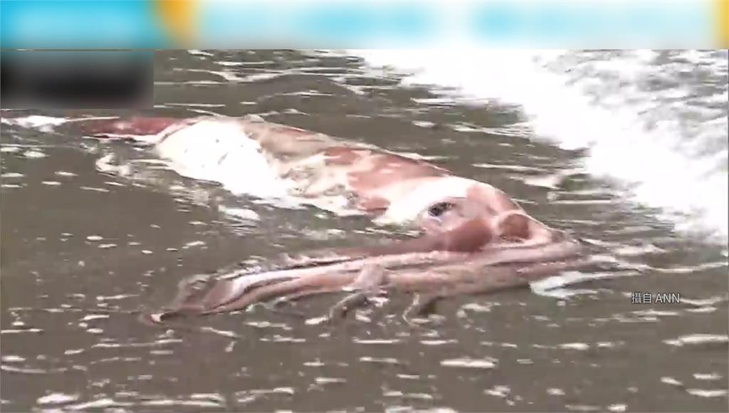 日本新潟海邊一隻大王烏賊擱淺岸上。圖／翻攝自ANN