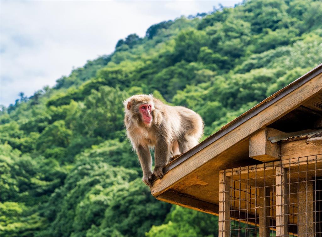 日本山口縣山口市近一個月內，已有60多名居民遭潑猴攻擊。圖／翻攝自Pixabay（示意圖）