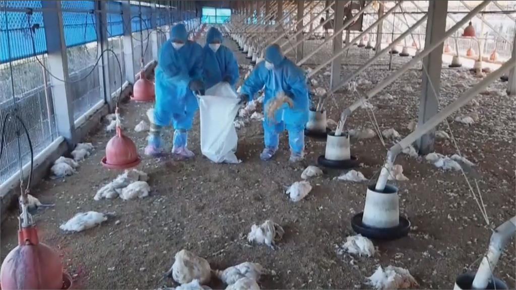 彰化5間禽場發現N5N1禽流感，依作業程序處置。圖／台視新聞