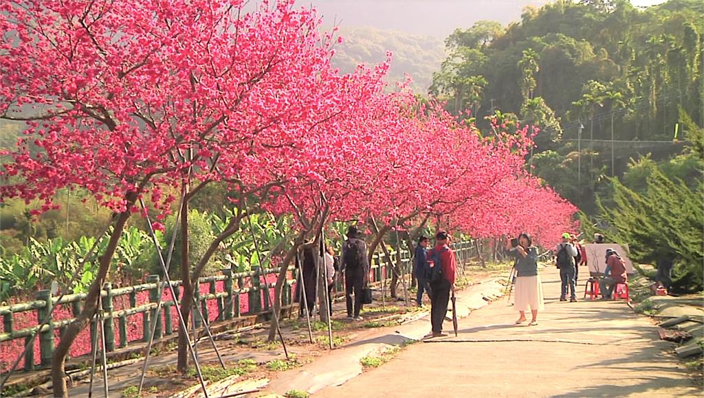 嘉義番路鄉半天岩紫雲寺旁的櫻花林盛開，景色美不勝收。圖：台視新聞
