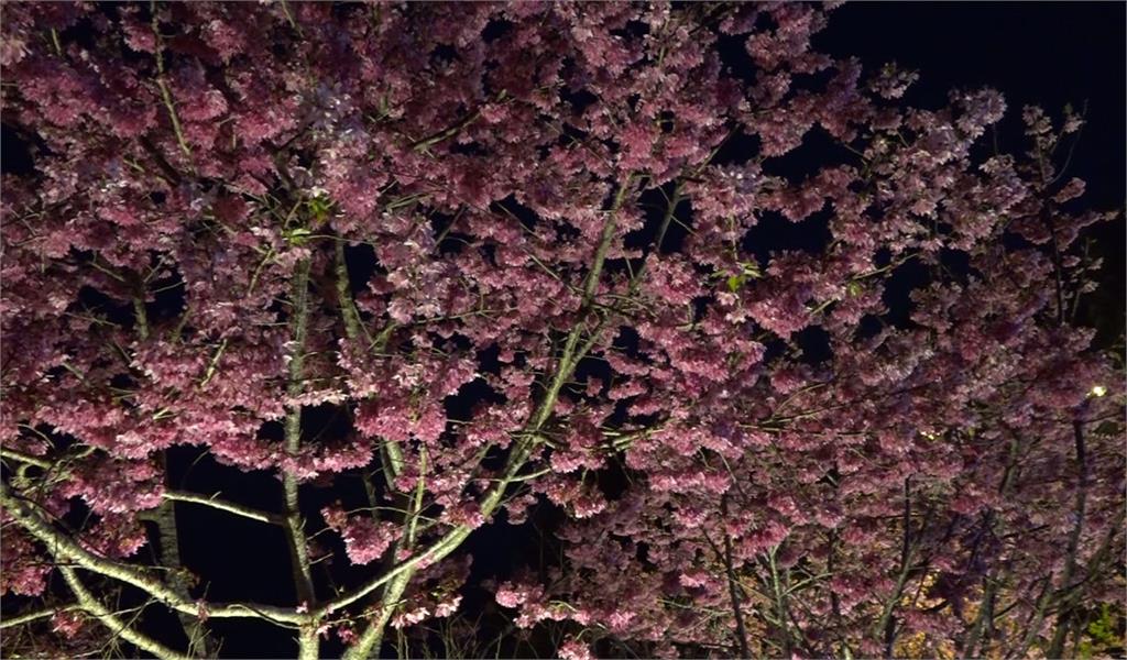 阿里山國家風景區管理處舉辦「夜間賞櫻」活動，吸引不少遊客前往。圖：台視新聞